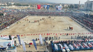 Aydında 160 deve kıran kırana güreşti
