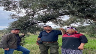 Aydında zeytin bahçeleri denetlendi, çiftçiler bilgilendirildi