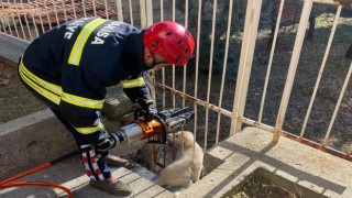 Bahçe demirlerine sıkışan köpeği itfaiye kurtardı