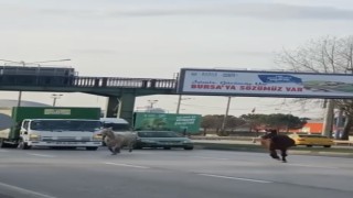 Başıboş atlar yollarda cirit atıyor
