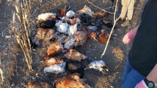 Başıboş köpekler bahçeye girdi, 37 tavuğu telef etti