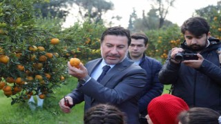 Başkan Aras, öğrencilerle mandalina hasadı yaptı