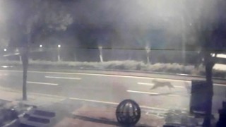 Başkentte hayvanat bahçesinden aslan kaçtığı iddiası ortalığı karıştırdı