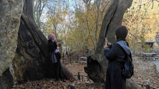 Batmanda asırlık çınar ağaçlarının yaprakları doğal stüdyo oluşturdu