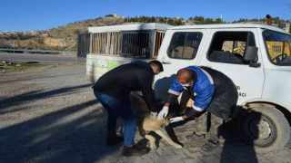 Besnide sokak hayvanlarına kuduz aşısı yapılmaya başlandı