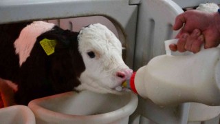 Biberonla beslenen buzağılara bebek gibi bakıyorlar