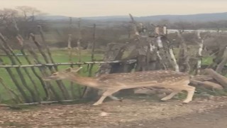 Bigada karaca köye indi