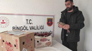 Bingölde yasak şekilde avlanan 13 adet kınalı keklik ele geçirildi