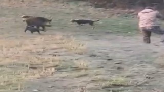 Boluda avcıya domuz saldırdı