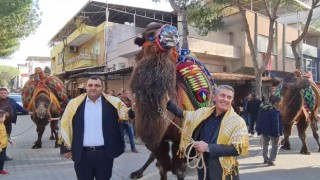 Buharkentte güreşecek develer şehir turuna çıktı