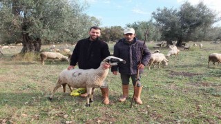 Burhaniyede yağmurlar çobanları sevindirdi