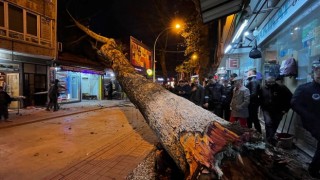 Bursada 40 metrelik çınar ağacı dükkanların üzerine devrildi