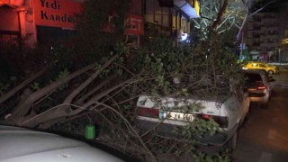 Bursada şiddetli lodosun etkisiyle kırılan ağaç, park halindeki otomobilin üzerine düştü