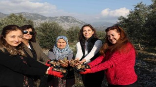 Büyükşehirden kadın kooperatiflerine nergis ve frezya soğanı desteği