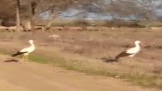 Çanakkalede leylekler mevsimleri şaşırdı