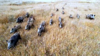 Çoban köpeğinin domuz sürüsüyle burun buruna geldiği anlar dron kamerasına yansıdı