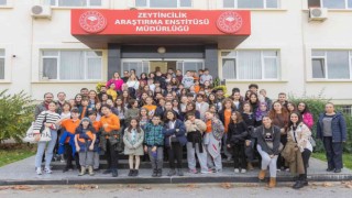 Çocukların zeytin hasadı sevinci
