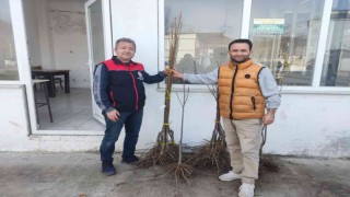 Coğrafi işaretli kestane balına lezzet katacak