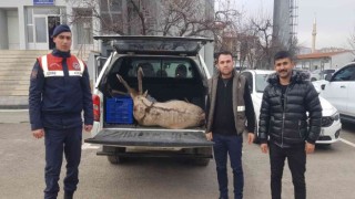 Dağ keçisi avına 250 bin lira ceza