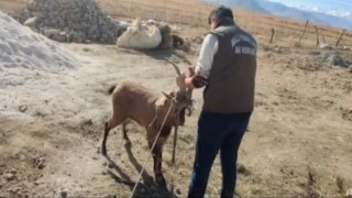 Dağ keçisi camı kırıp eve girdi