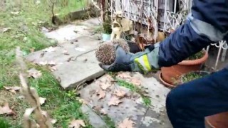 Demir korkuluğa sıkışan kirpinin yardımına itfaiye yetişti
