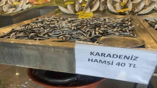 Denizlerde balık bolluğu, hamsi 80 liradan 40a düştü