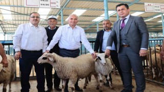 Denizlili yetiştiricilere 1000 adet damızlık koç ve teke dağıtılacak