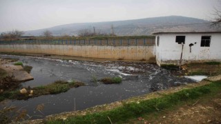 Deredeki balık ölümleri vatandaşları tedirgin ediyor