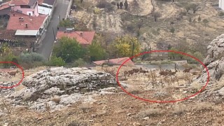 Divriğide dağ keçisi sürüsü görüntülendi
