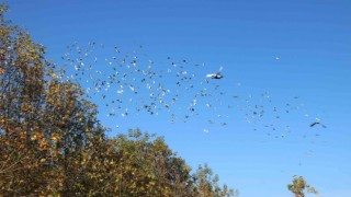 Diyarbakır semalarına on bin güvercin bırakıldı