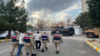 Diyarbakırda büyükbaş hayvan hırsızları tutuklandı