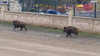 Diyarbakırda mezarlıkta yaban domuzları görüldü