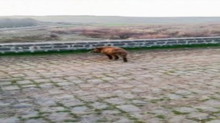 Diyarbakırda yolunu şaşıran domuzlar doğaya salındı
