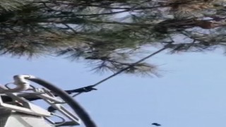 Dokuz gündür ağaçta mahsur kalan kedinin yardımına Kuşadası Belediyesi koştu