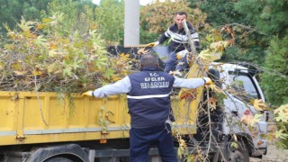 Efelerin yeşil ekipleri budama mesaisine devam ediyor