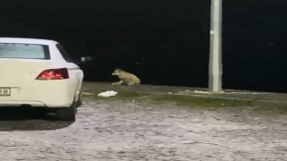 Elazığda aç kalan tilki mahallede yiyecek aradı
