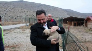 Elbistan Belediyesi başıboş köpekler için harekete geçti