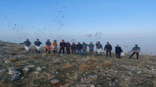 Elbistanda, doğada bin yıl yaşayan sedir ağacı tohumları toprakla buluştu