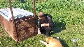 Emekli polisin kapanla yakaladığı tilki doğaya salındı