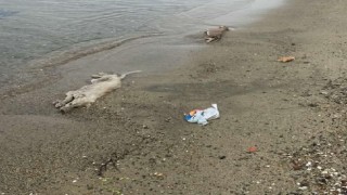 Erdekte hayvan katliamları dur durak bilmiyor
