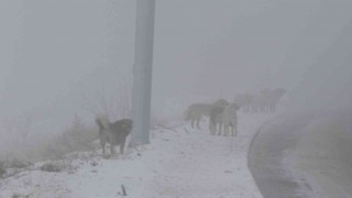 Erzincanda başıboş sokak köpekleri tehlike saçıyor