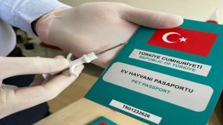 Evcil hayvanlara mikroçip uygulamasında zaman daralıyor
