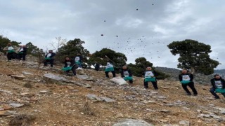 Fekede sedir tohumları toprakla buluşuyor
