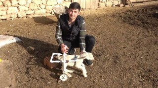 Felçli kuzuya yürüteç yaptı