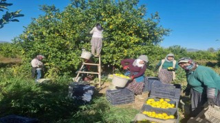 Fiyatı üreticiyi sevindirdi, Çukurovada türkülü limon hasadı