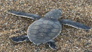 Gazipaşada caretta caretta yavruları yumurtadan çıkıp denizle buluştu