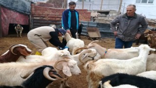 Gedizde küçükbaş hayvanlara çiçek aşısı