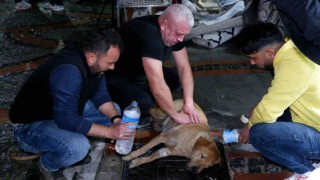 Gözyaşlarına hakim olamadılar: Köpeğin yaşaması için dakikalarca kalp masajı yaptılar