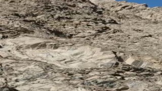 Hakkaride dağ keçilerinin popülasyonu arttı