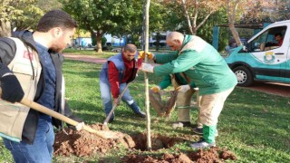 Haliliyede peyzaj çalışmaları ile parklar yeşilleniyor